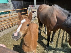 Horses in corral