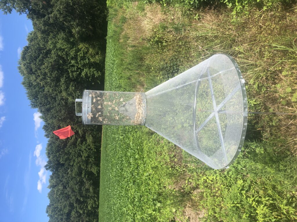 Corn Earworm Flight Is Beginning Scout Soybeans NC State Extension