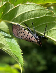 Cover photo for Will Spotted Lanternfly Be a Major Issue in North Carolina Field Crops?