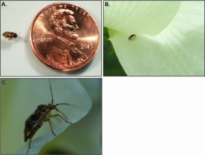 Cover photo for Impacts of Plant Bug and Bollworm Insecticides on Natural Enemies