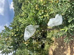 Bagged Apple Tree for Residue Study