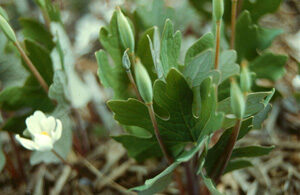 Cover photo for Piedmont Medicinal Herb Growers Group Starting Up