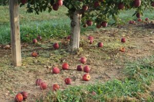 Cover photo for Using PGRs to Manage Apple Preharvest Drop, Fruit Maturity, and Harvest Timing