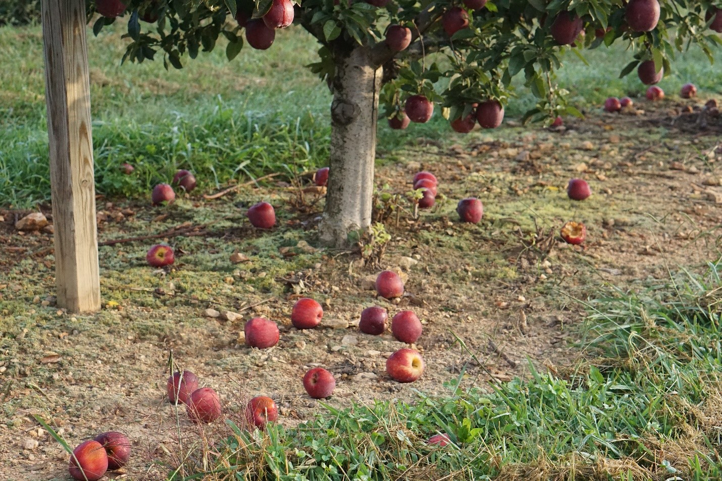 Using PGRs to Manage Apple Preharvest Drop, Fruit Maturity, and Harvest