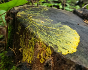 image of creeping slime mold