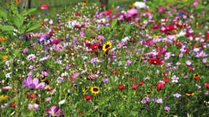 Multiple different species of wildflowers in bloom