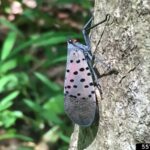 NC State Extension agents, specialists and experts are educating people in North Carolina about the invasive spotted lanternfly