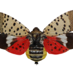 NC State Extension agents, specialists and experts are educating people in North Carolina about the invasive spotted lanternfly