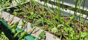 caterpillars on parsley