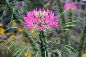 Cleome Flower, Spider Flower, Flower in Garden, Gardens and Flowers, Flowers to Plant in Garden, Pretty Flowers to Grow in the Garden