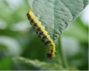 Corn earworm