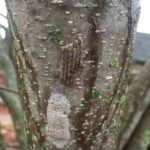 NC State Extension agents, specialists and experts are educating people in North Carolina about the invasive spotted lanternfly