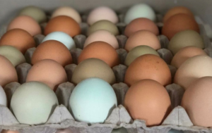 Cover photo for EGG-Cellent Egg Contest Open to 4-H Members