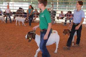Cover photo for Save the Date: Chatham County 4-H Hosts Livestock Show Sept. 10th