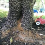 NC State Extension agents, specialists and experts are educating people in North Carolina about the invasive spotted lanternfly