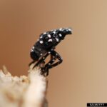 NC State Extension agents, specialists and experts are educating people in North Carolina about the invasive spotted lanternfly