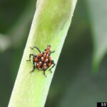 NC State Extension agents, specialists and experts are educating people in North Carolina about the invasive spotted lanternfly