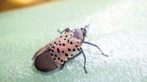 NC State Extension agents, specialists and experts are educating people in North Carolina about the invasive spotted lanternfly