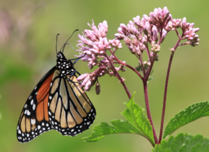 Cover photo for September Things to Do in the Garden