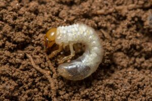 White Grub, Beetles, Japanese Beetle Grubs, White Larvae
