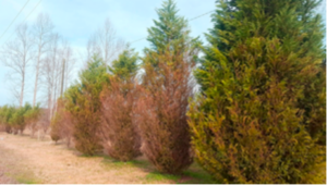 Cover photo for Leyland Cypress Lamentations