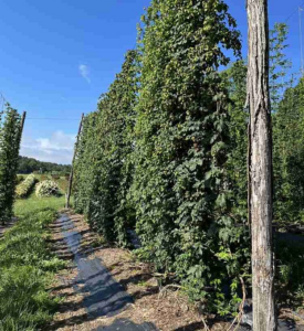 hop yard at MHCREC in Mills