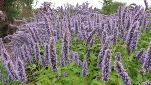 picture of native plant