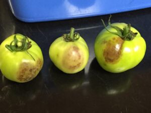 Cover photo for Late Blight Identified