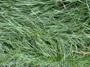 Cover photo for Planting a New Tall Fescue Stand? a Guide to Commercially Available Tall Fescue Varieties