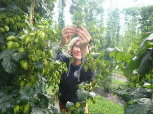 woman picking hop cone from plant