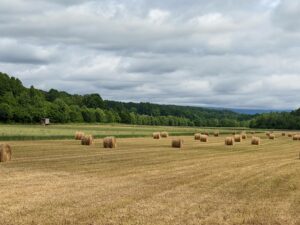 hay field