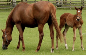 Cover photo for Equine Nutrition Workshop