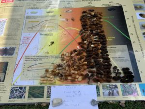 9/14/22 peanut maturity