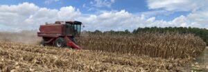 Cover photo for 2022 Multi-County Regional Corn Hybrid Investigation | Yield Results