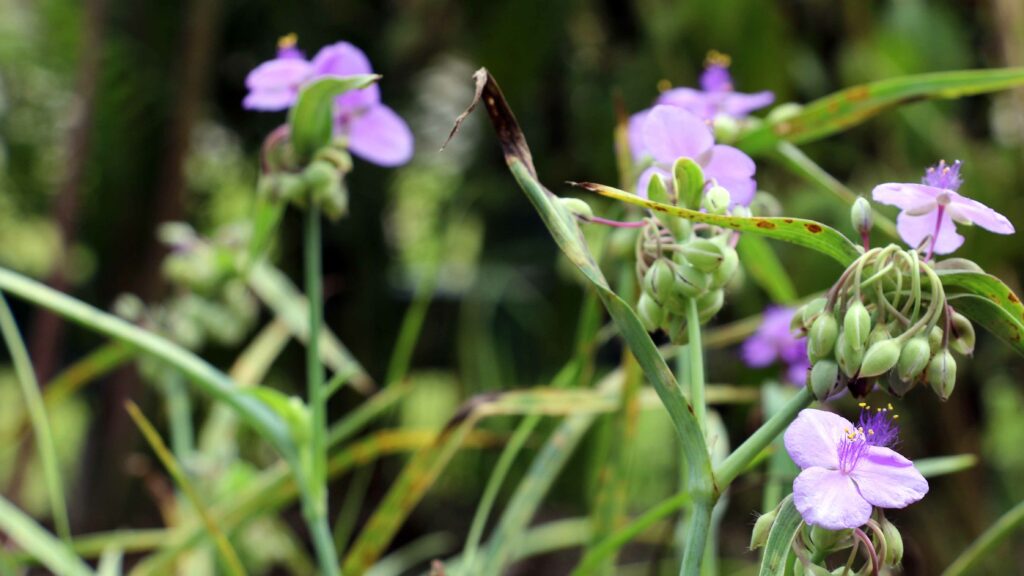 use-environmentally-friendly-native-plants-to-replace-invasive-species