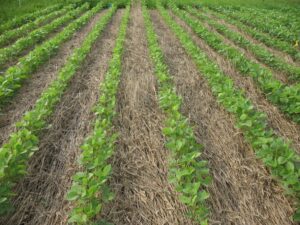 Cover photo for Planting Cover Crops? Management Considerations for Soybeans