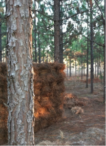 A stack of baled pine straw in a loblolly stand