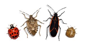 Cover photo for Cooler Weather Brings Home Invaders