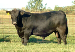 black bull