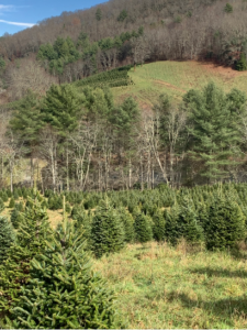 Christmas Tree Farm
