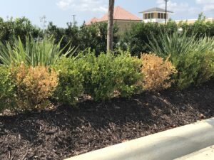 Cover photo for Got Boxwoods, Have Problems?