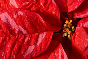 Poinsettia