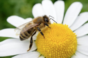 Honey bee on a daisy