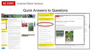 Screen shop of Tomato palnt profile on plants.ces.ncsu.edu