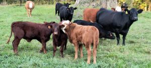 cows
