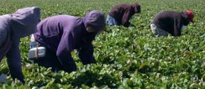 farm workers