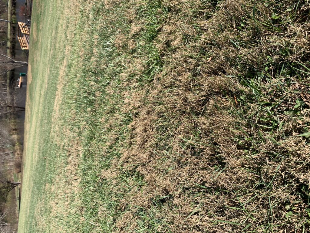 Pest Alert Bermudagrass in Fescue Lawns N.C. Cooperative Extension