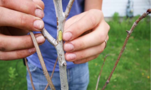 Cover photo for Is My Tree Dying??