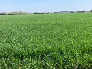 wheat in flag leaf stage