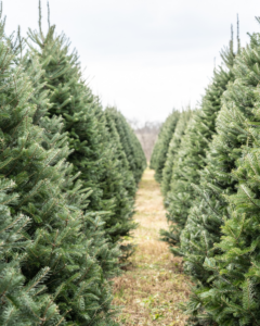Cover photo for How Do I Take Care of My Christmas Tree?
